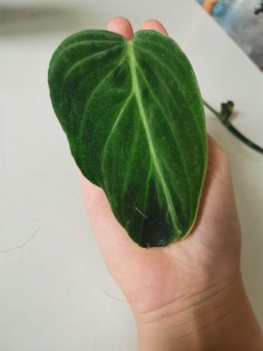 Philodendron splendid řízek