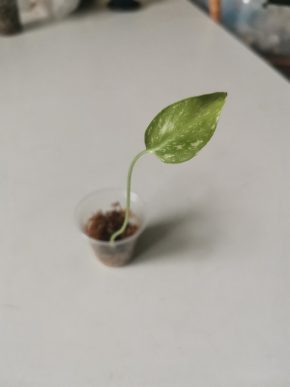 Monstera thai constellation