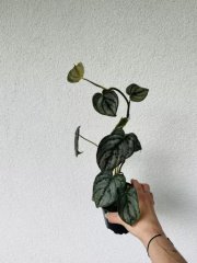 IMG_6875.jpeg