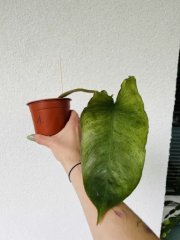 IMG_6885.jpeg