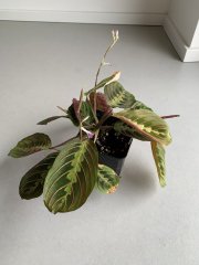 IMG_4365.jpeg