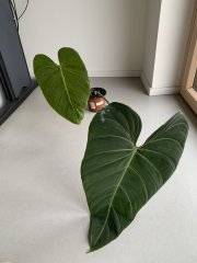 IMG_4389.jpeg