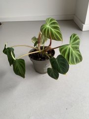 IMG_4376.jpeg
