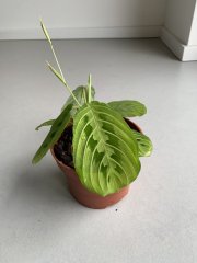 IMG_4386.jpeg