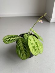 IMG_4388.jpeg