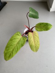 IMG_4381.jpeg