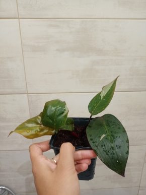 Philodendron pink princess (2)