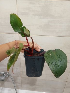 Philodendron pink princess (3)