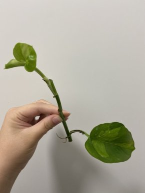 GLOBAL GREEN epipremnum