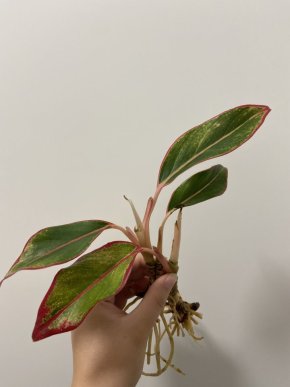 Aglaonema crete