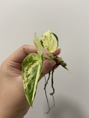 Epipremnum manjula