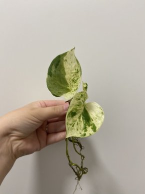 Epipremnum manjula 2