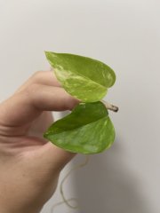 IMG_3409.jpeg