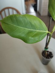 IMG_20230906_085711.jpg