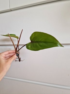 Philodendron Red Emerald vrchol