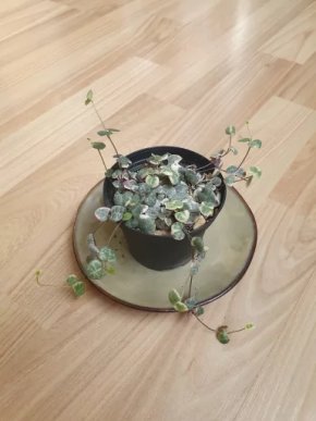 Svícník Ceropegia woodii Variegata