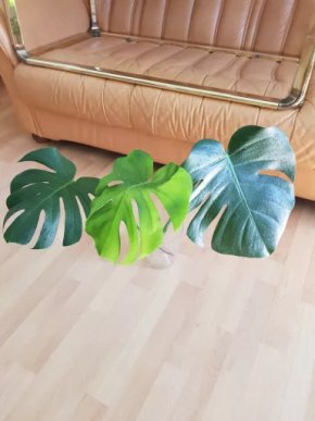 Monstera deliciosa