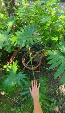 Philodendron selloum
