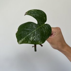 Monstera albo variegata