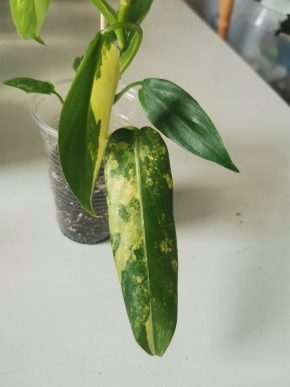 Philodendron domesticum variegated