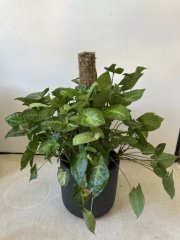 IMG_1613.jpeg