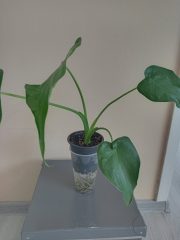 IMG_20230723_173536.jpg