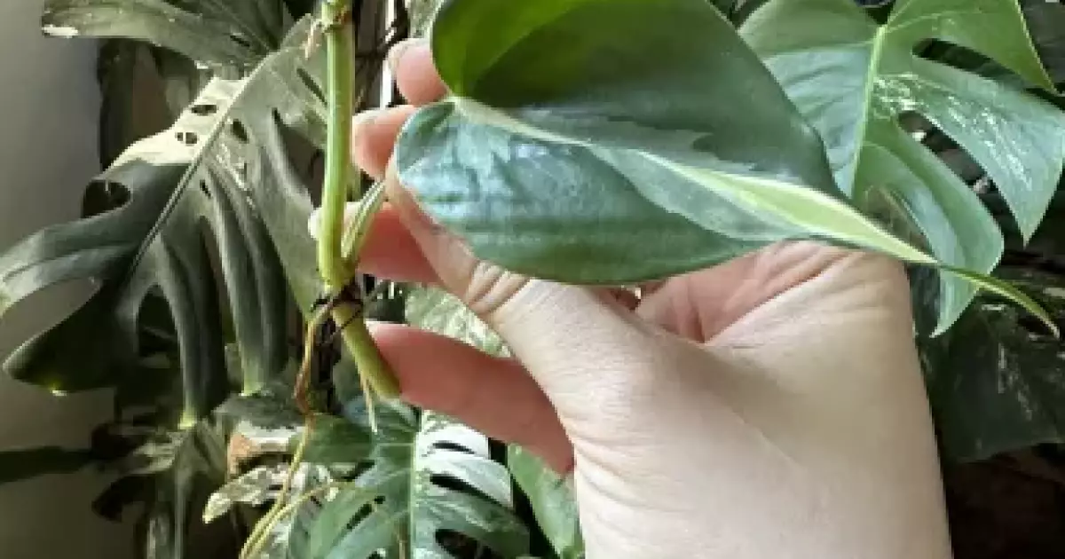 Philodendron Rio Rotten Philodendron rio | Aukce rostlin