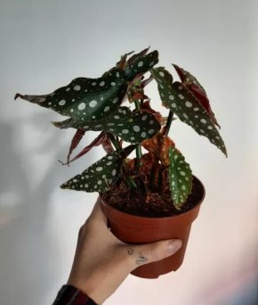 Begonia Maculata
