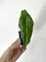 IMG_4927.jpeg