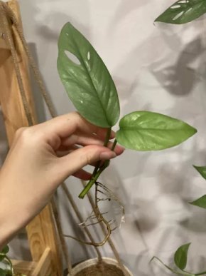 Epipremnum Cebu Blue