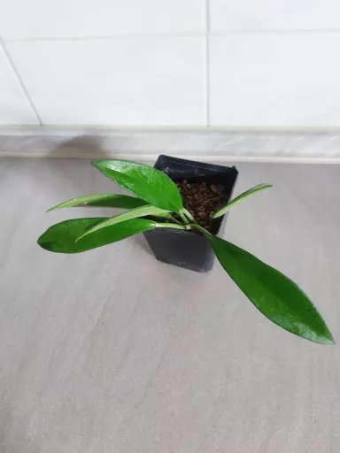 Hoya Black Dragon Aukce rostlin