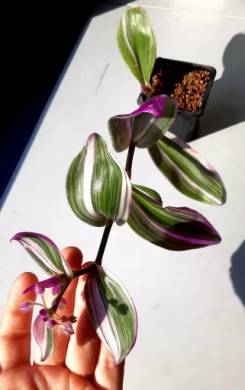 Tradescantia ´Nanouk´