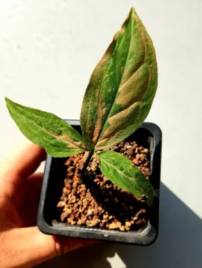 Syngonium ´Pink Splash´ ´Red Spot´