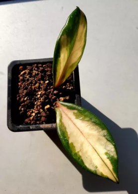 Hoya australis 'Lisa'
