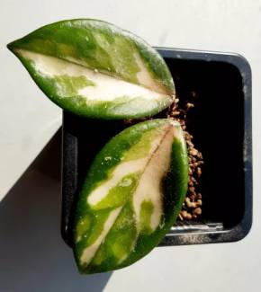 Hoya australis 'Lisa'