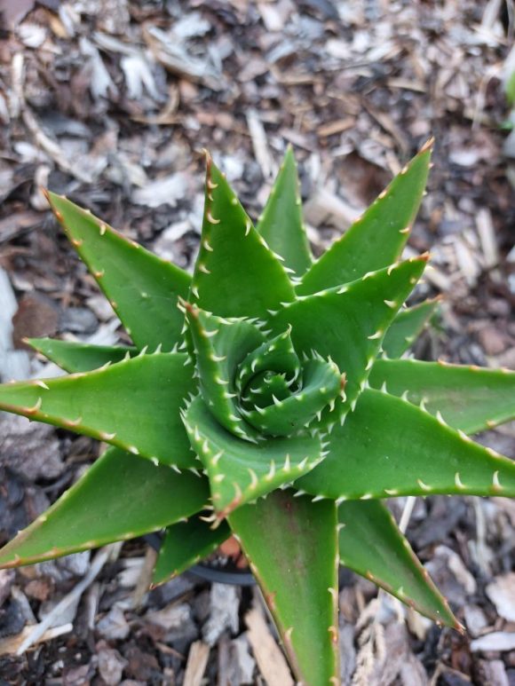 Al.perfoliata mitriformis 10,5 15cm.jpg