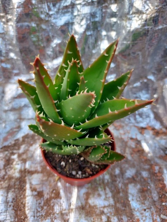 Al.perfoliata mitriformis 9,12cm.jpg