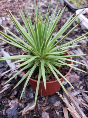 Agave striata nana