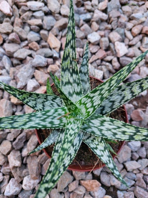 Aloe somaliensis.jpg