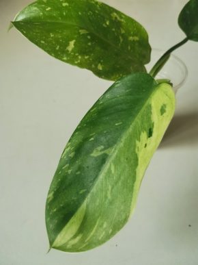 Philodendron jose buono