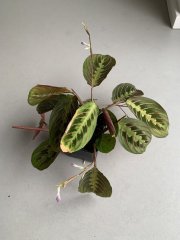 IMG_4364.jpeg