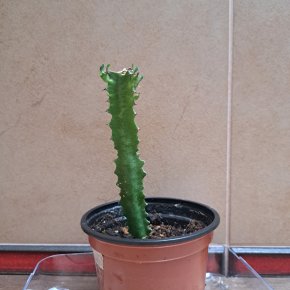 Euphorbia trigona (12cm)