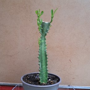 Euphorbia trigona (16cm)