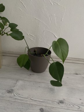 monstera deliciosa