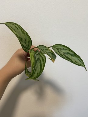 Aglaonema Silver queen