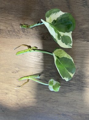 2v1 Set Epipremnum njoy a golden