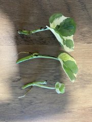 IMG_3629.jpeg