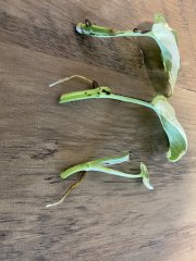 IMG_3631.jpeg