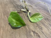 IMG_3633.jpeg