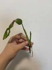 IMG_3635.jpeg